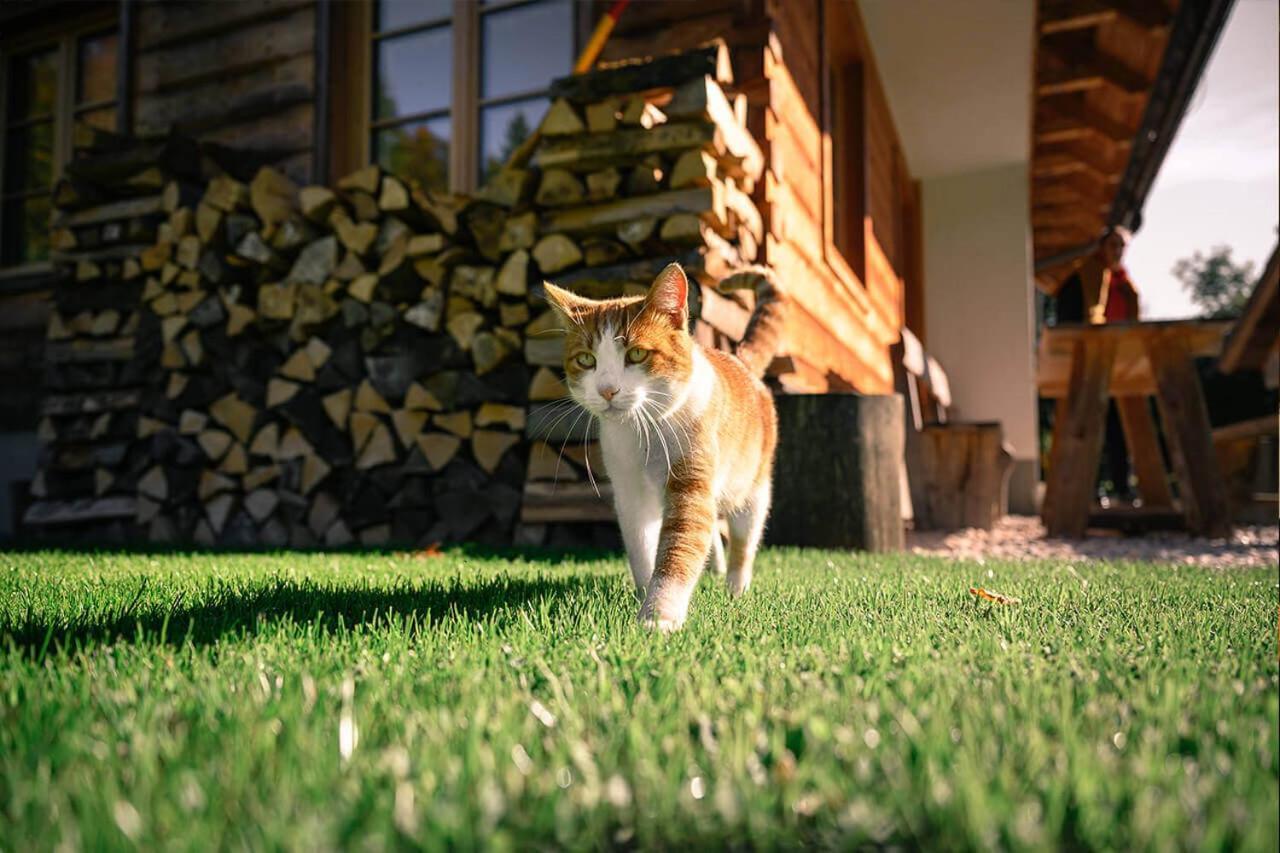 Alpine Homestead Goreljek Εξωτερικό φωτογραφία